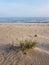 Green sharp shrub grows on a sandy beach, blue sea and sky, seascape in autumn sunny day