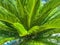 Green, sharp, thin palm branches. tiny green leaves on a bush. exotic plant in a hot country. palm tree against the blue sky.