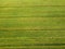 green sheared summer field aerial photo