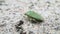 Green shield beetle on cement