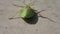 Green shield beetle trying to turn on its legs on a white table