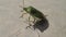 Green shield beetle walking and cleaning its sting