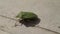 Green shield beetle walking and flying