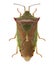 Green shield bug