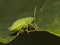 Green shield bug