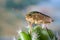 Green shield bug on a cactus