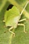 Green shield bug on leaf