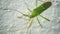 Green shield bug on a light background. Thailand