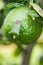 Green Shield Bug on nature background