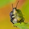 Green shield bug, Palomena prasina