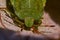 Green shield bug, Palomena prasina nymphs