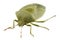 Green shield bug species Palomena prasina