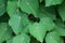 Green Shield Leaves of the Macaranga tanarius