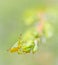 Green Shieldbug