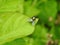 Green shining fly on leaf, Lithuania