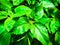 Green Shining Leaves From Sunflower Plants Textured Background