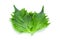 Green Shiso Leaf