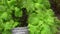 Green shiso plant  Perilla frutescens , herbal medicine