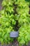 Green shiso plant Perilla frutescens herbal medicine