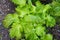 Green shiso plant Perilla frutescens herbal medicine