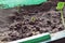 Green shoots of cucumber seedlings breaking through the soil.