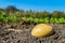 Green shoots of potato seed on the vegetable garden