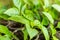 Green shoots of sweet pepper. Seedlings of bell pepper grown for planting in the ground