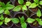 Green shoots of sweet, young pepper with juicy leaves.