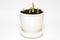 Green shoots in a white ceramic pot