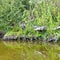 Green shore of Briere Marsh, France