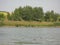 Green shore of a large pond