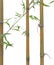 Green short bamboo isolated