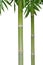 Green short bamboo isolated