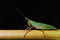 A green short horned grasshopper nymph