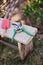 Green shovel and red secateurs on stool in spring garden