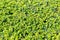 Green shrub branches with fresh new leaves foliage natural background, shrubbery