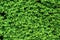 Green shrub hedge, fresh green leaves for texture background. Lush vegetation close-up