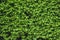 Green shrub hedge, fresh green leaves for texture background. Lush vegetation close-up