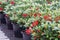 Green shrub Skimmia with red fruits in Dutch greenhouse