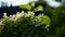 Green shrub with small white video flowers