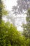 Green shrubbery and pine trees in foggy forest landscape