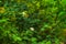 Green shrubbery with white flowers, blurred background