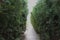 Green shrubs and a narrow path