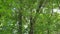 green shrubs and trees in an abandoned park, lush green vegetation in early summer