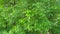 green shrubs and trees in an abandoned park, lush green vegetation in early summer