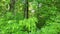 green shrubs and trees in an abandoned park, lush green vegetation in early summer