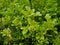 Green shrubs on a trial path for runner to see during their daily run