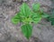 Green Siam Weed Chromolaena odorata L. on nature background. Bitter bush, Christmas bush, Devil weed, Camfhur grass.