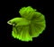 Green siamese fighting fish,Halfmoon betta fish isolated on black background.