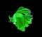 Green siamese fighting fish isolated on black background.Copy sp